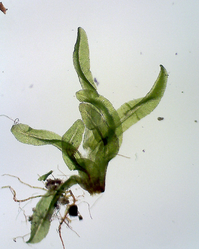 Barbula convoluta